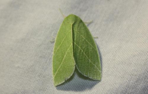 Bena bicolorana